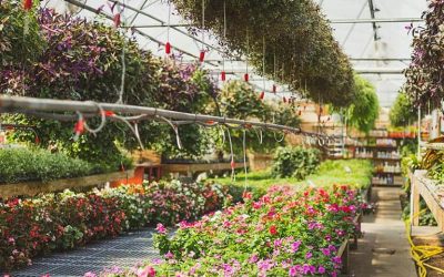 Greenhouses Begin Switching to LED Lighting