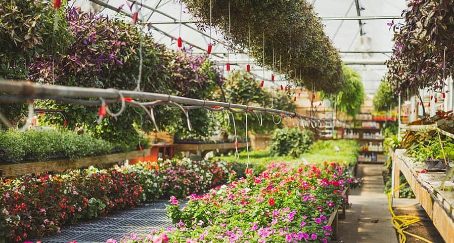 Greenhouses Begin Switching to LED Lighting