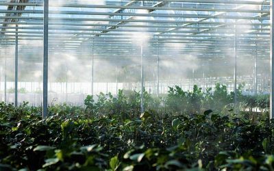 LED Upgrades for Greenhouses – Five Tips to Major Savings!