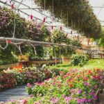 Greenhouse lighting