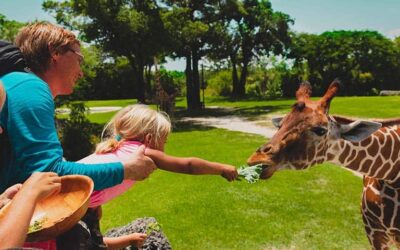 Enhancing Guest Experience Through Digital Signage: Lessons from Lincoln Park Zoo